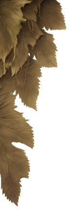 Left leaf image